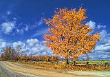 Autumn Tree_DSCF02543